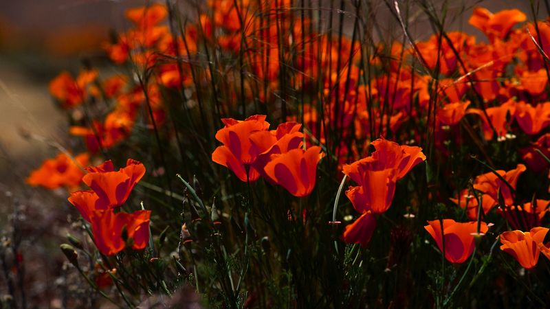 poppies, flowers, grass, field, nature, 4k