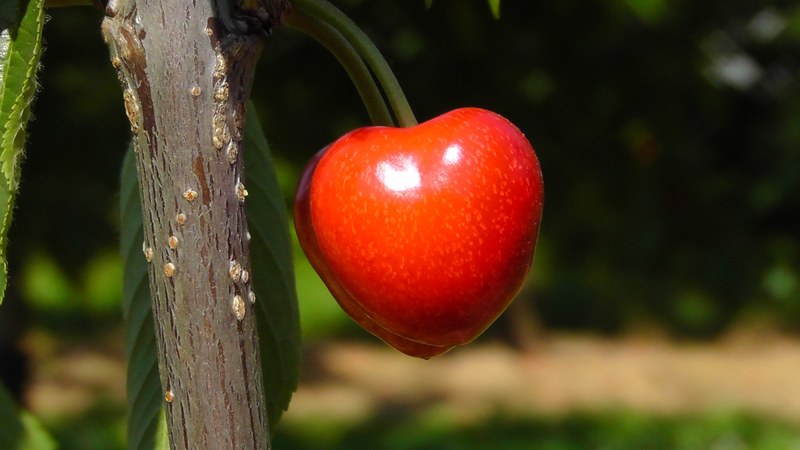cherry bing sweet cherry red fruit summer 4k