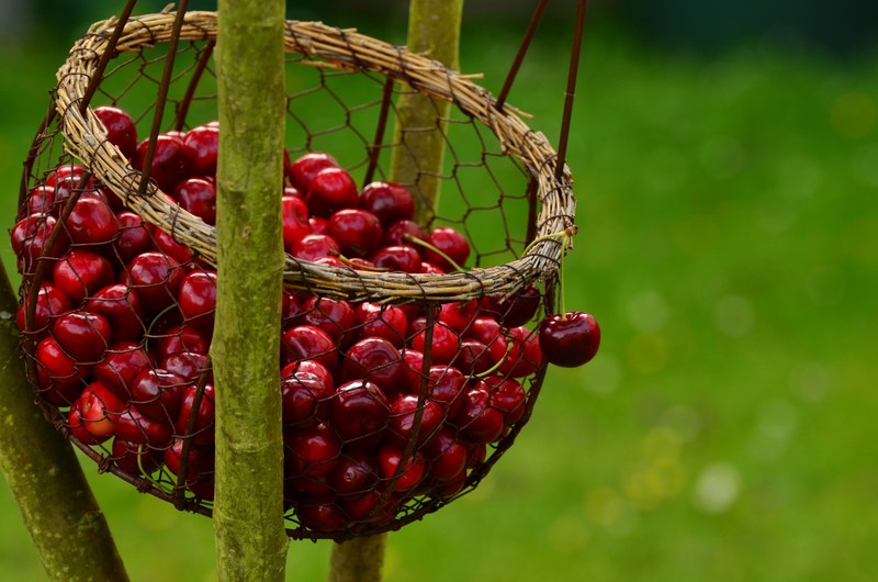 cherries fruits sweet cherry cherry harvest fruit 4k