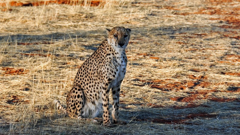 cheetah africa namibia nature dry national park 4k