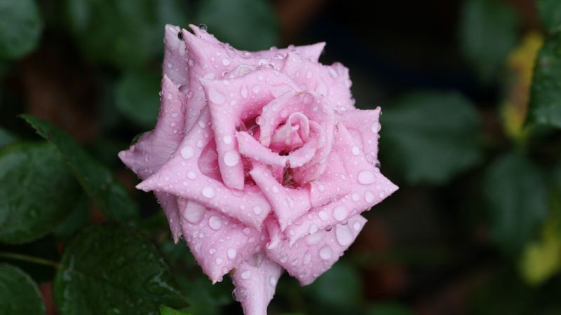rose, flower, bud, drops, mildew, leaf, 4k