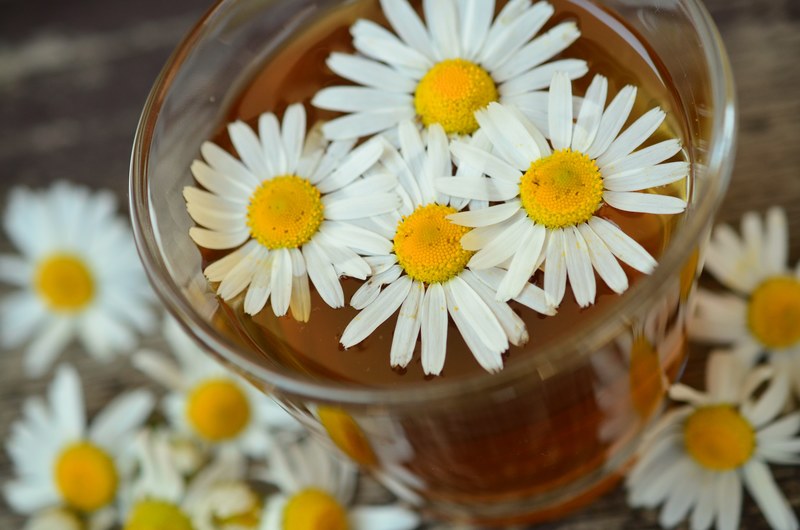 chamomile chamomile blossoms medicinal herb 4k
