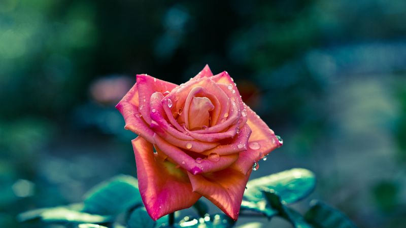 rose, flower, bud, leaf, drops, sharp, 4k