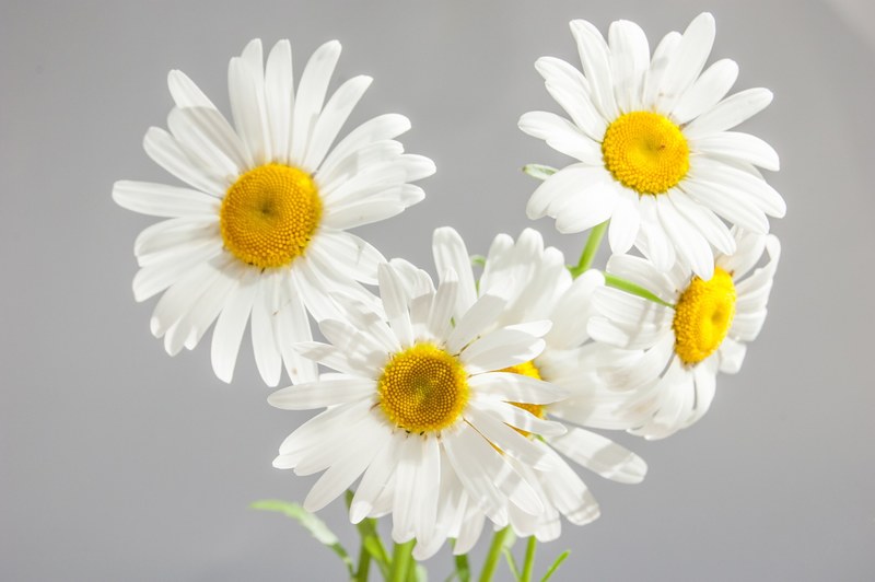chamomile flowers bloom white daisies yellow center 4k