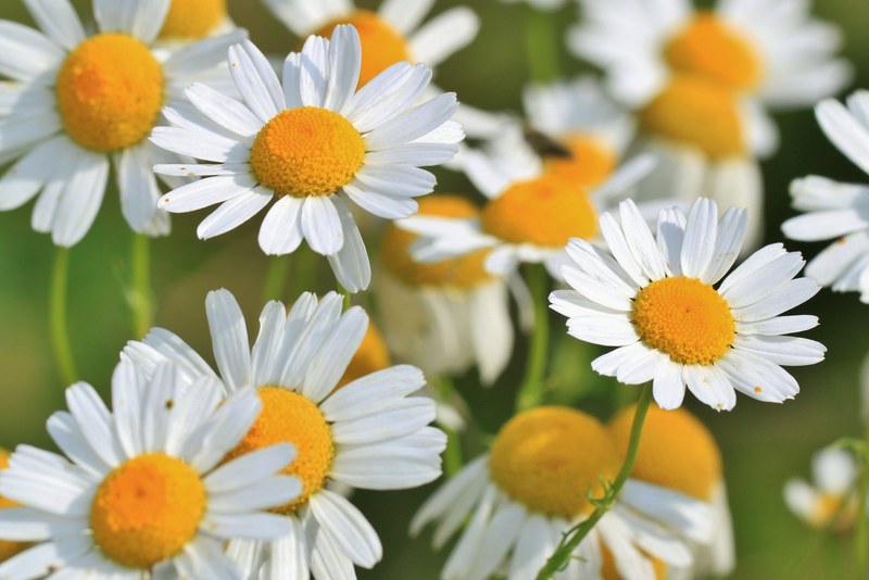 chamomile chamomile flower medicinal herb 4k