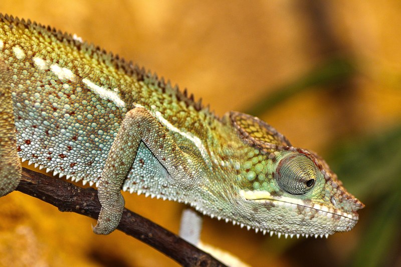 chameleon zoo reptile lizard scale scaly jungle 4k