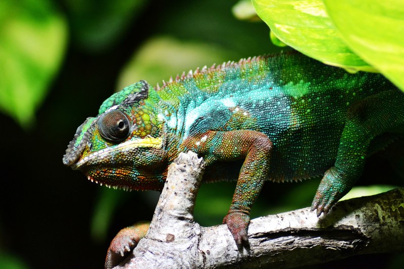 chameleon lizard multi coloured 4k