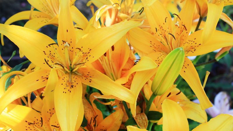 lily, flowers, bud, stamens, 4k
