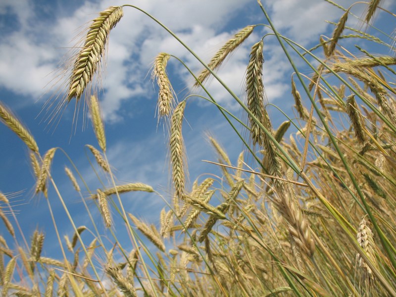 cereals wheat agriculture wheat field grain 4k