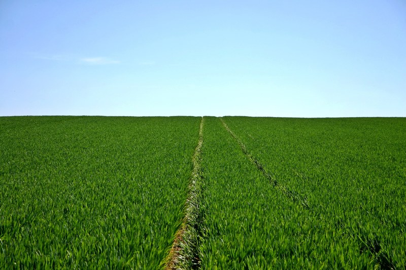 cereals field green sky horizon agriculture 4k