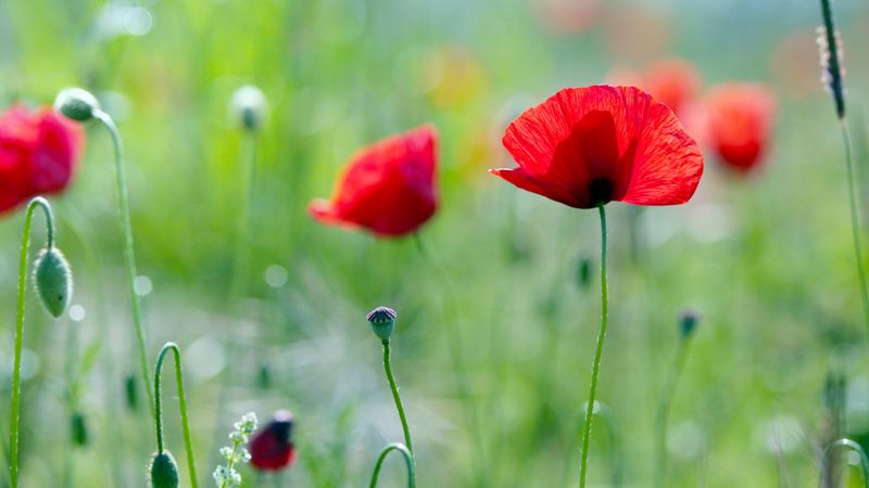 maki, grass, nature, flowers, summer, 4k