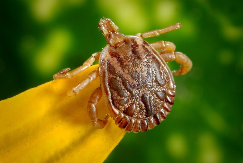 cayenne tick tick male dorsal view parasite 4k