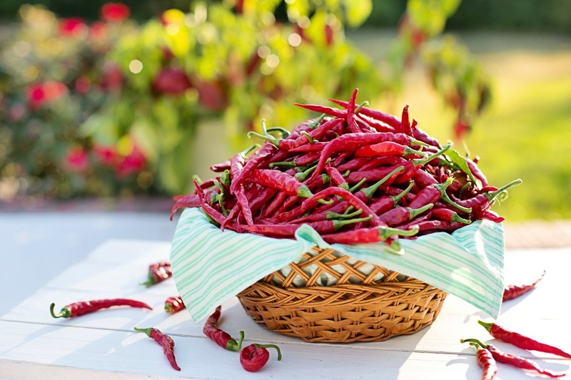 cayenne peppers red peppers hot peppers harvest 4k