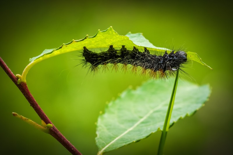 caterpillar larva animal fauna nature hairy inch 4k