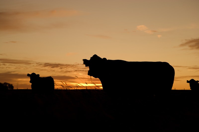 cattle grazing silhouettes farm ranch pasture cow 4k