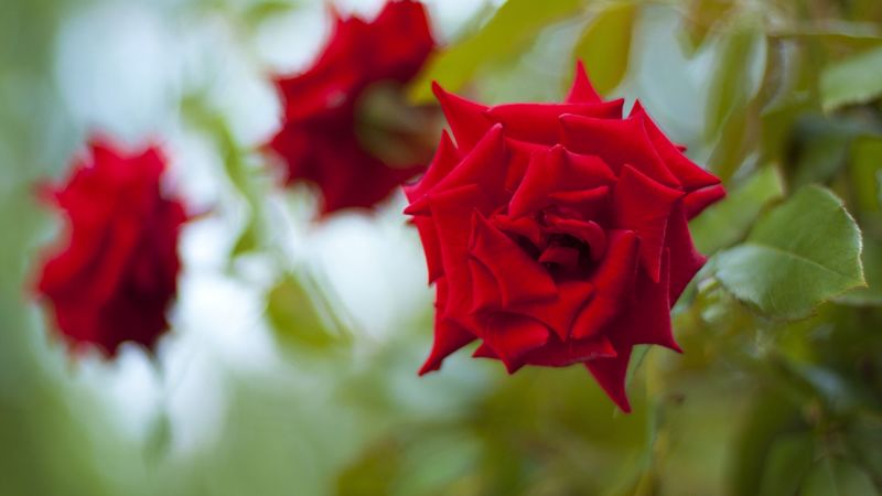 roses, flowers, leaves, three, buds, 4k