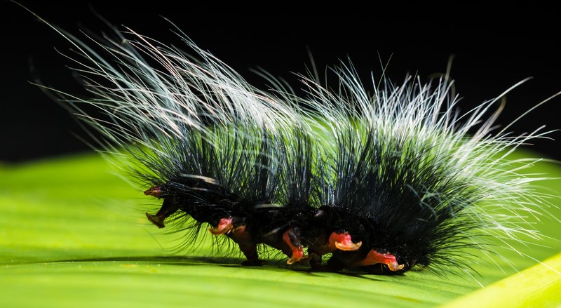 caterpillar nimble caterpillar insect prickly hairy 4k