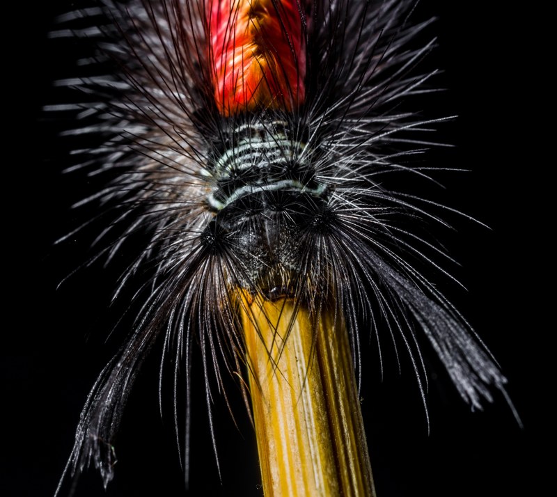 caterpillar hairy prickly close 4k