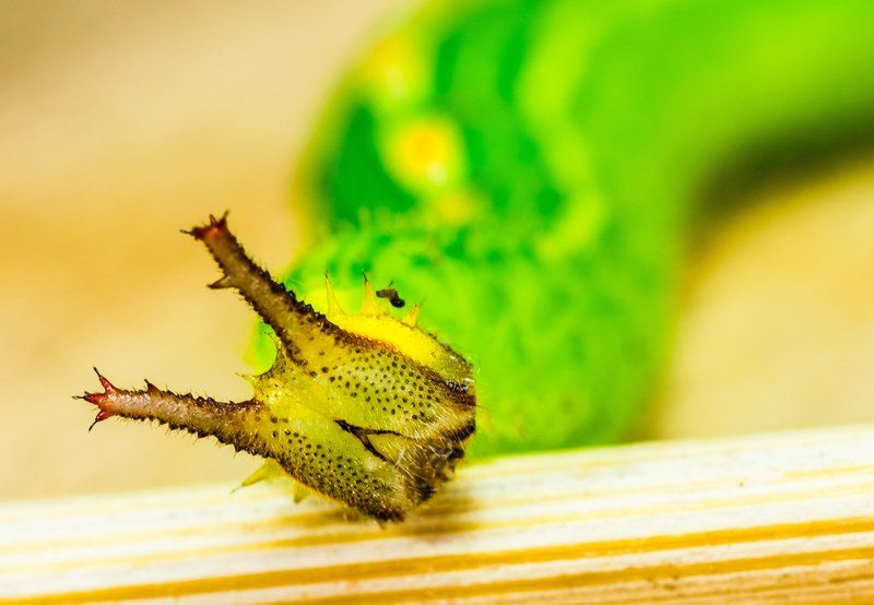 caterpillar green head horns detail macro animal 4k