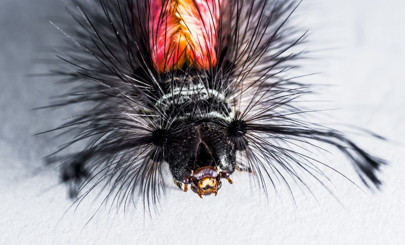 caterpillar hairy prickly close 4k