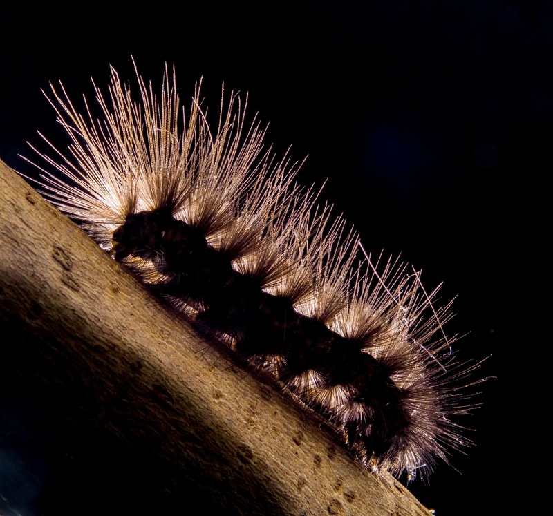 caterpillar prickly hairy close 4k