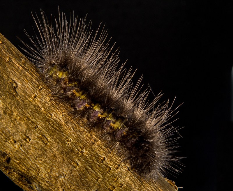 caterpillar prickly hairy close 4k