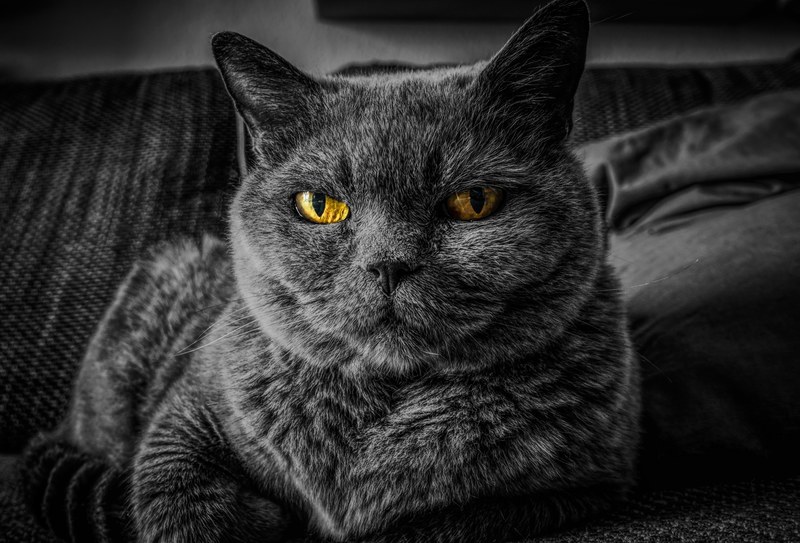 cat cats eyes eye animal pet portrait relax 4k