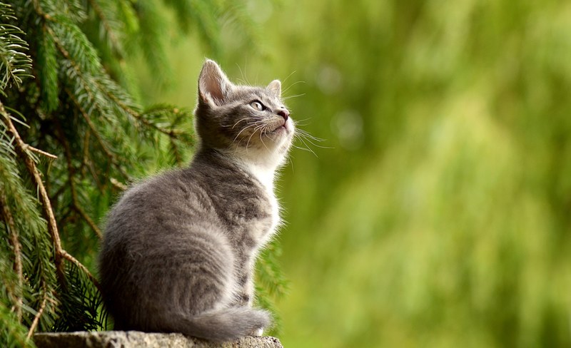 cat young animal curious wildcat animal 4k