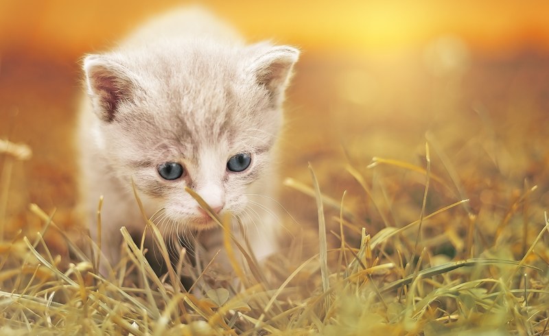 cat cute cat baby kitten pet animal charming 4k