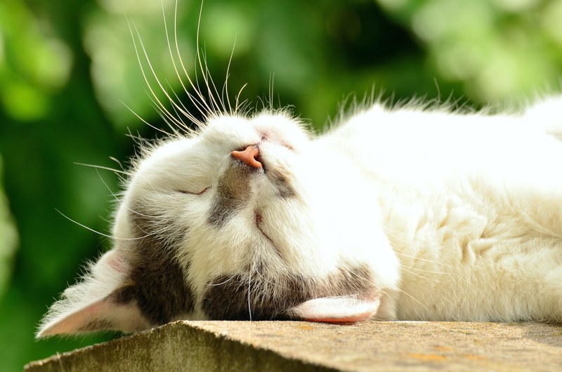 cat cat face sleep exhausted white cat pet 4k