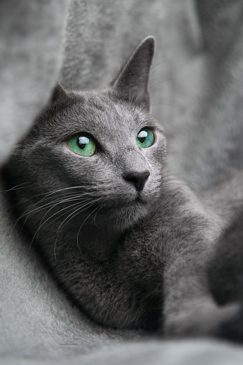 cat russian blue look eyes gray pet animal 4k