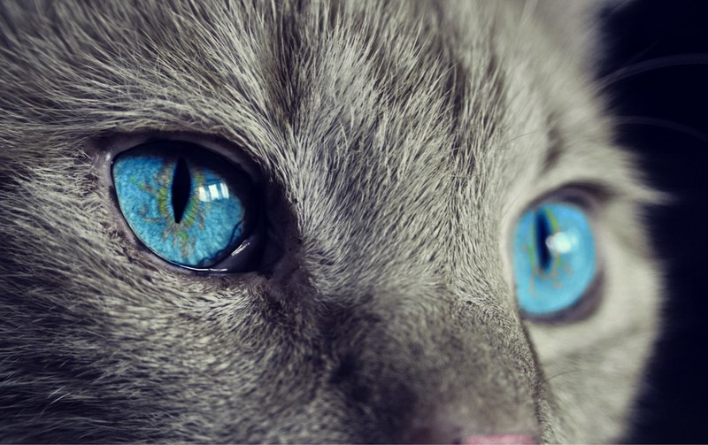 cat animal cats eyes eyes pet view blue eye 4k