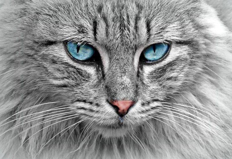 cat animal cat portrait mackerel cats eyes pet 4k