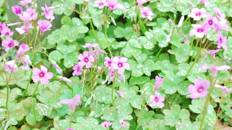 flowers, lawn, green, drops, dew, 4k