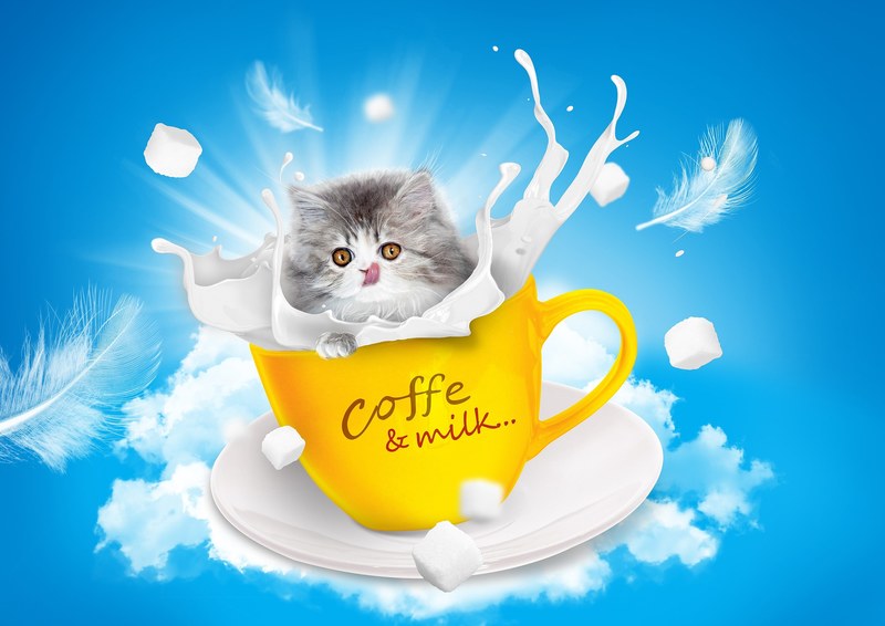 cat milk teacup persian language sugar sky blue 4k