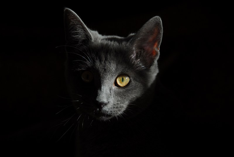 cat animals cats portrait of cat cat face 4k
