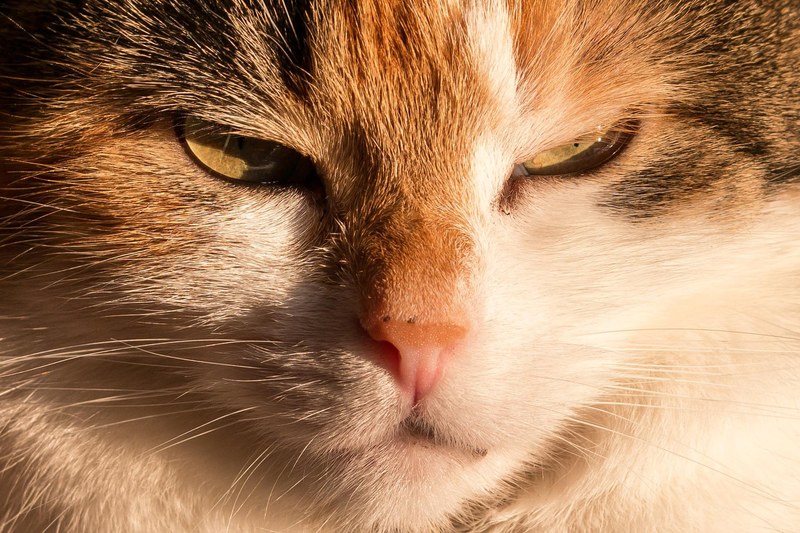 cat domestic cat lucky cat mieze pet animal 4k
