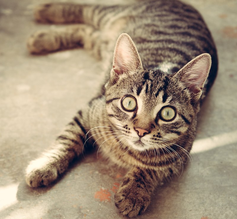cat animal cute pet feline kitty 4k