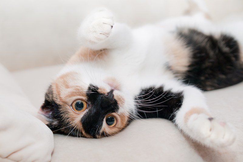 cat favorite relaxation rest 4k