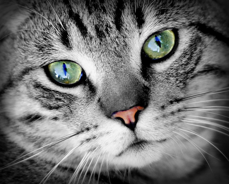 cat animal animal portrait pet domestic cat mammal 4k
