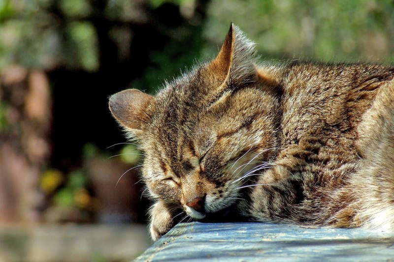 cat sleeping garden domestic brown tabby cute 4k