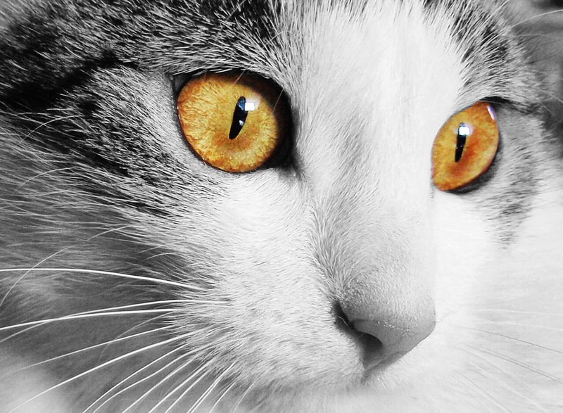 cat home animal cats eyes eyes pet view face 4k