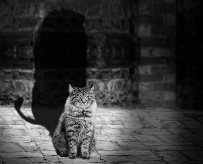 cat lion shadow carnivore big leo nature mammal 4k
