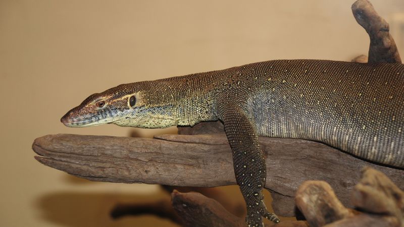 giant lizard, lie, little, 4k