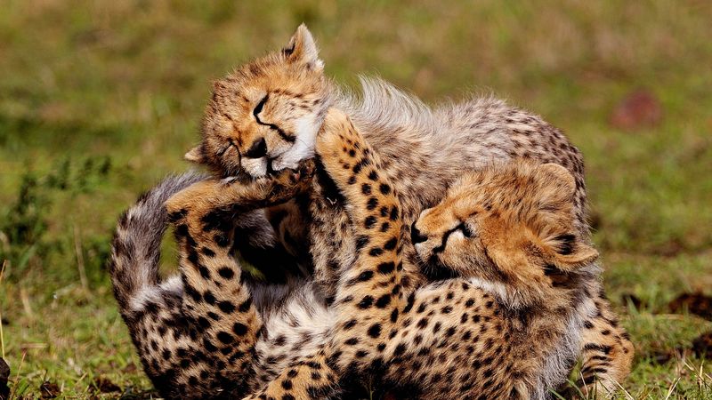 cheetahs, cubs, play, spotted, 4k