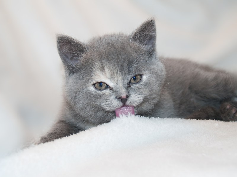 cat animals kitten kitty puppy fluffy sweet 4k