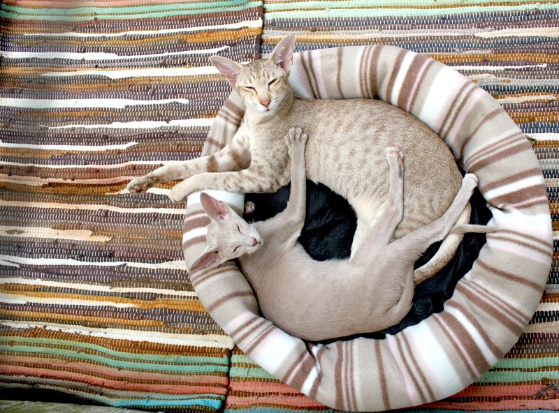 cat kitten siamese cat cozy blanket stripes 4k
