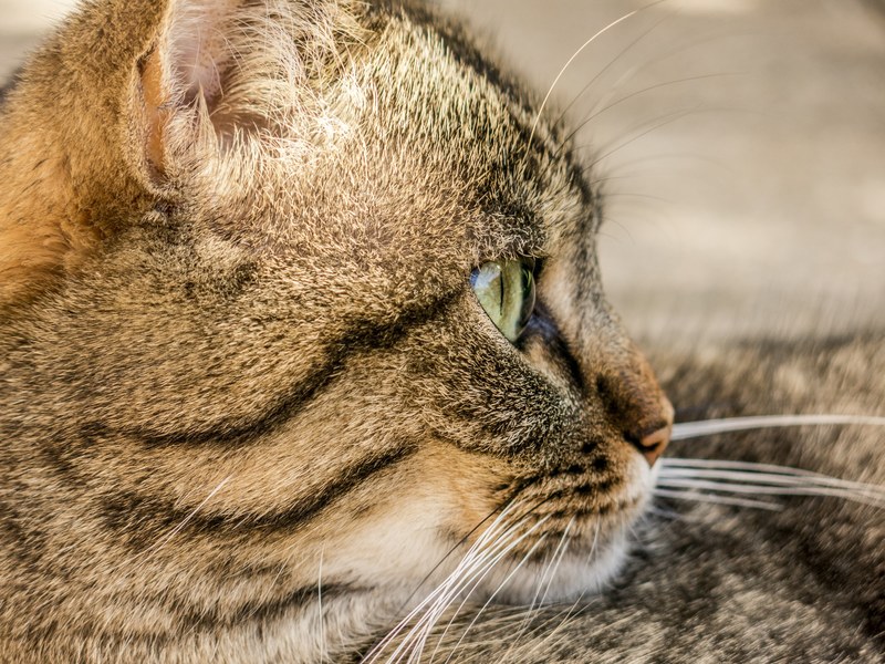 cat tiger animal domestic cat adidas mieze 4k