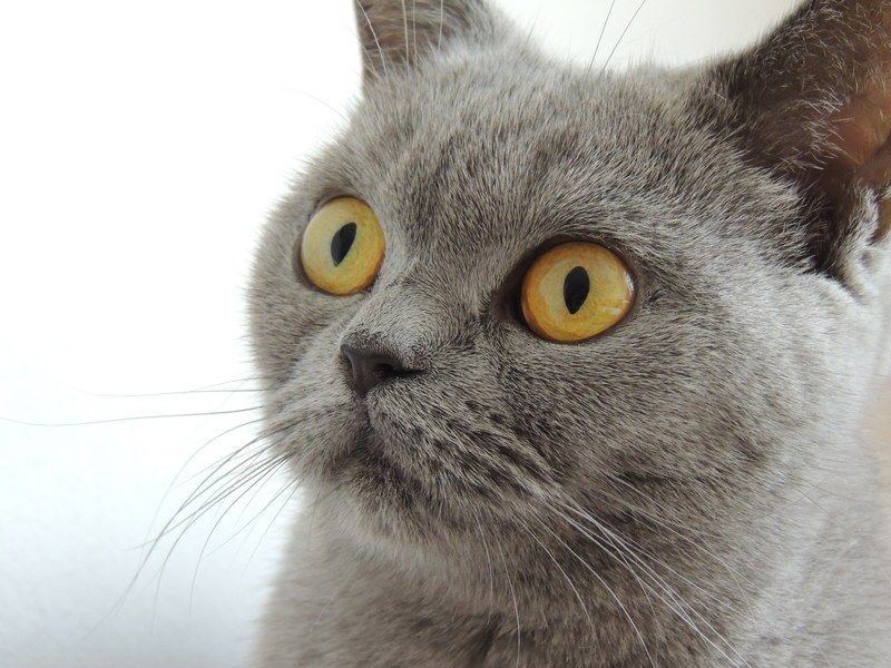 cat eyes view face animal home british shorthair 4k