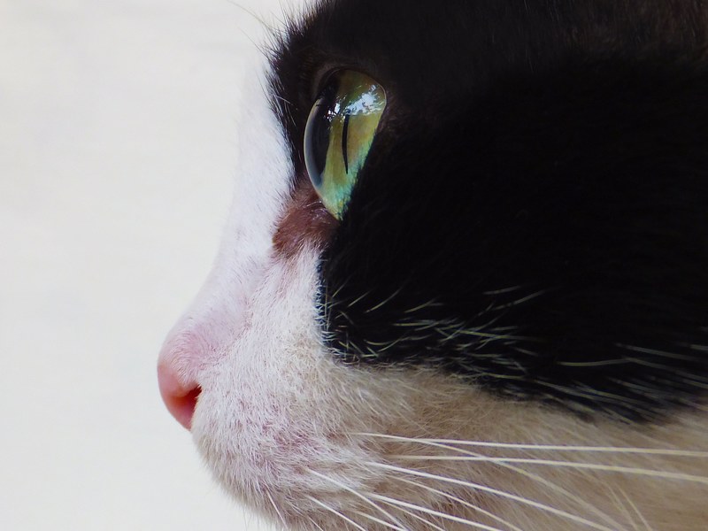 cat cats eyes cat face animal feline domestic 4k